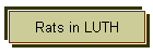 Rats in LUTH